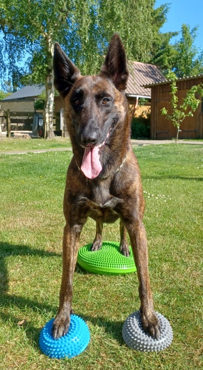 Hundephysiotherapie Hundephysiotherapie