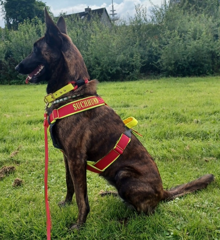 Hundephysiotherapie Hundephysiotherapie