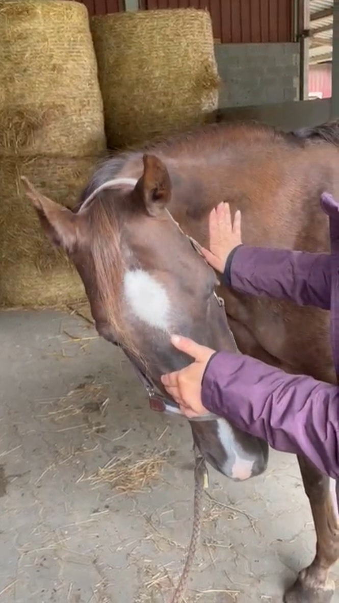 Pferdephysiotherapie