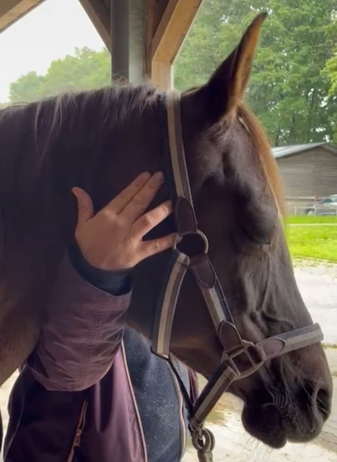 Pferde Physiotherapie