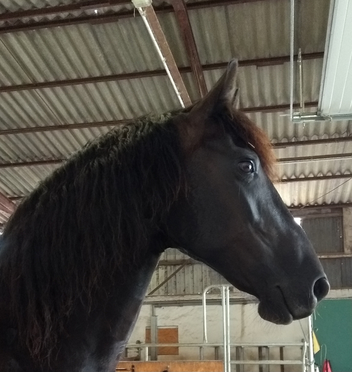 Leistungen mit Pferd